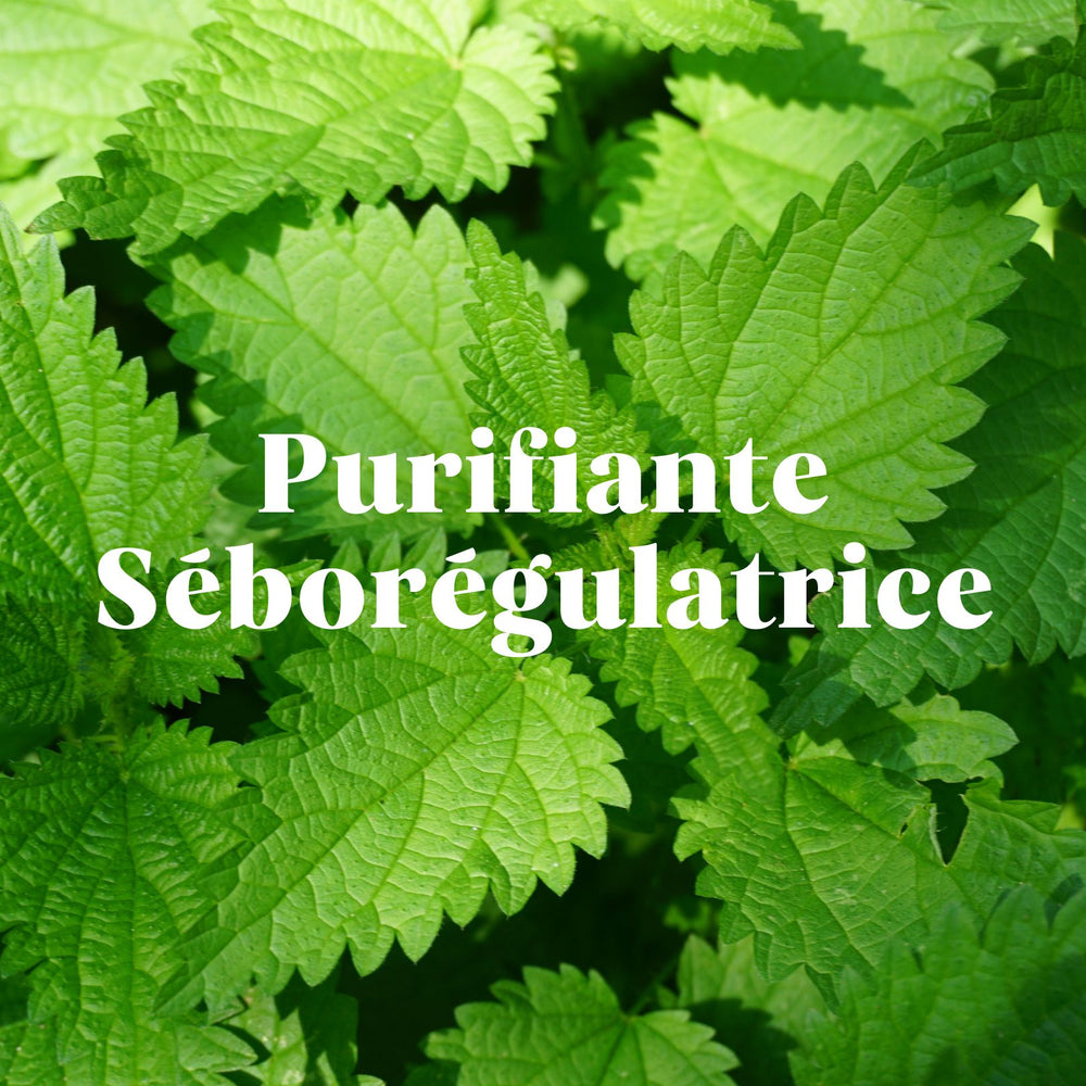 Nettle shampoo for oily hair